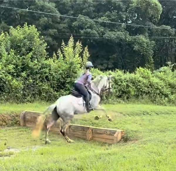 started-under-saddle-andalusian-horse