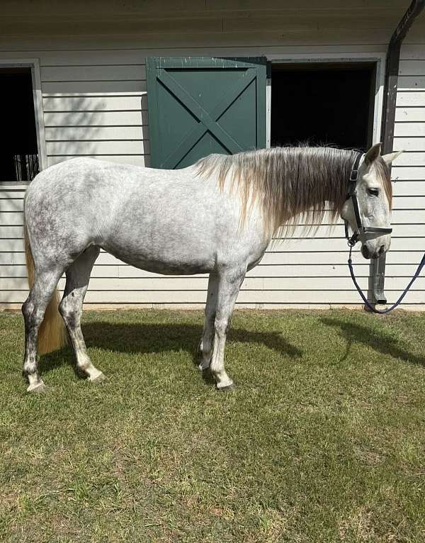 dressage-mare-broodmare