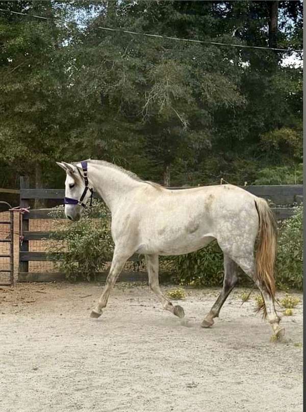 started-under-saddle-mare-broodmare