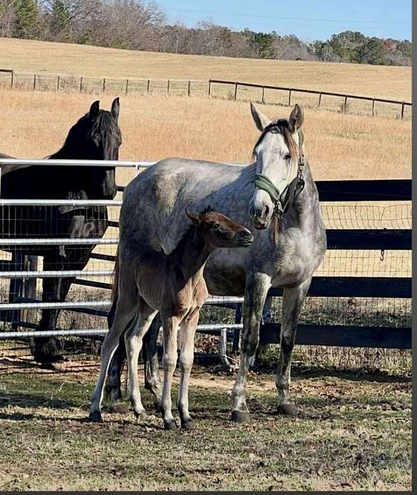 trail-mare-broodmare