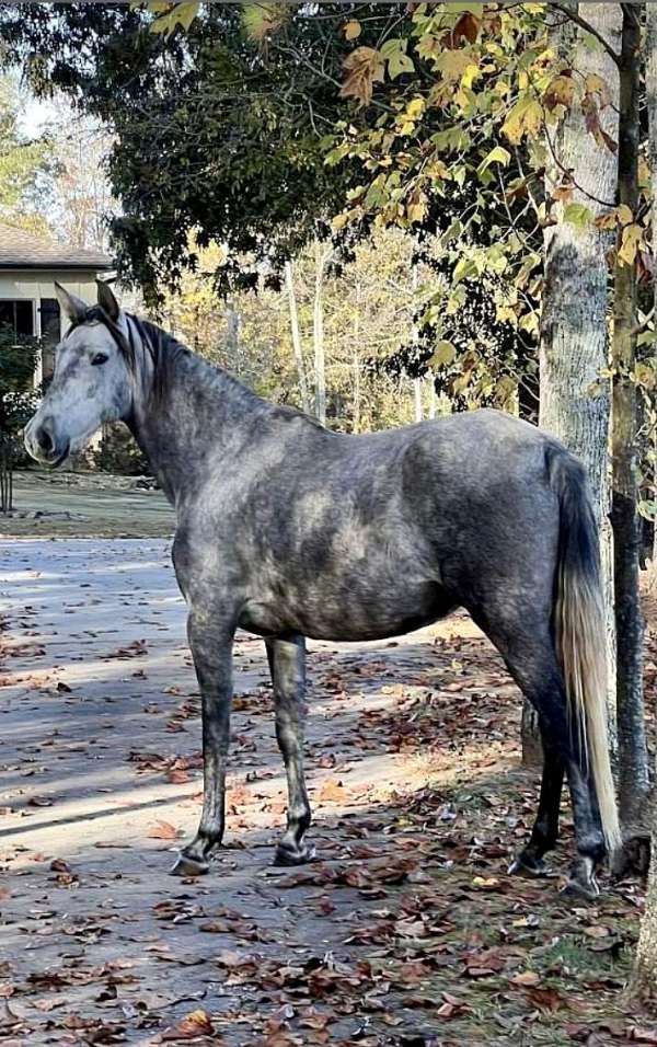 dressage-horse