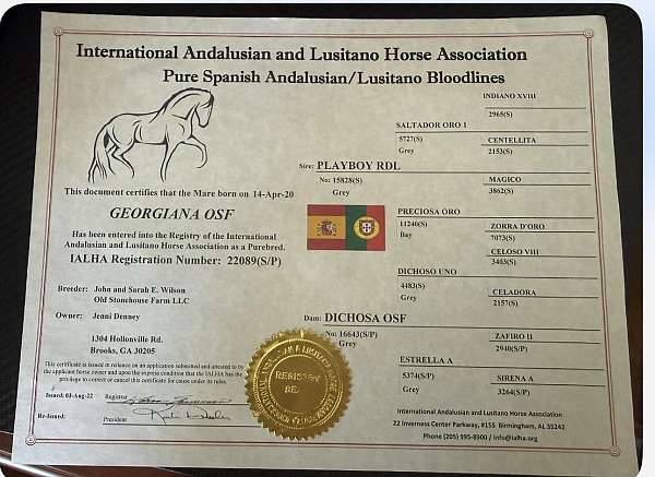 started-under-saddle-horse