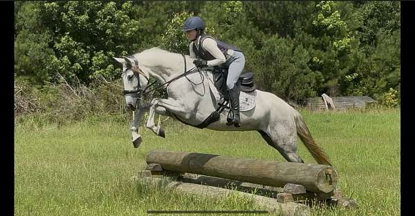 trail-horse