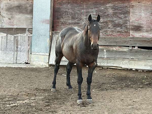 brown-star-roaning-in-flanks-on-tail-horse