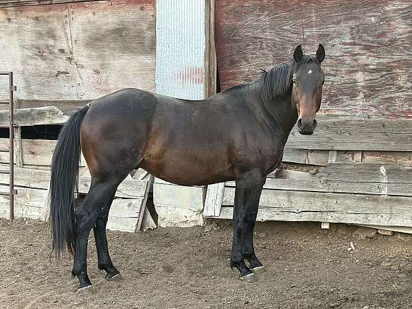 star-roaning-in-flanks-on-tail-horse