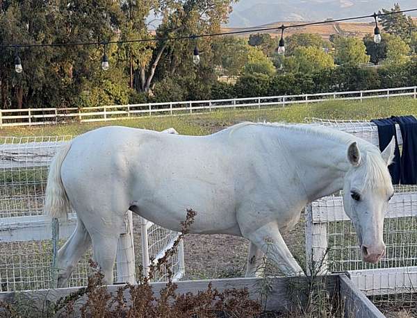 all-around-quarter-pony