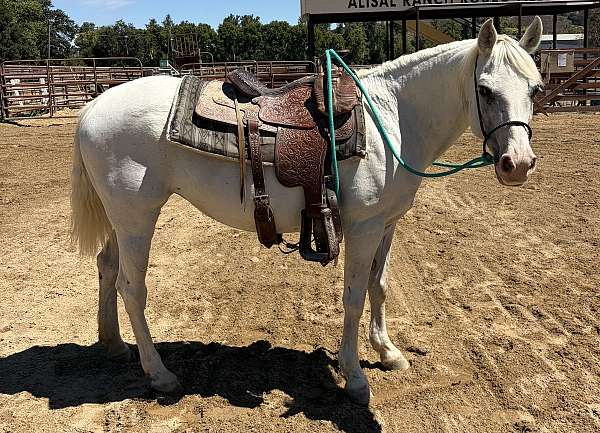 hack-quarter-pony