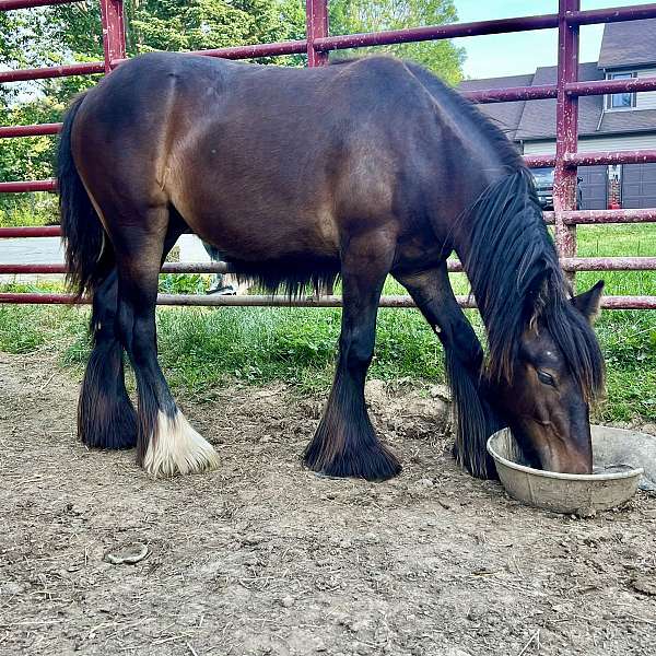 cross-fell-pony-pony