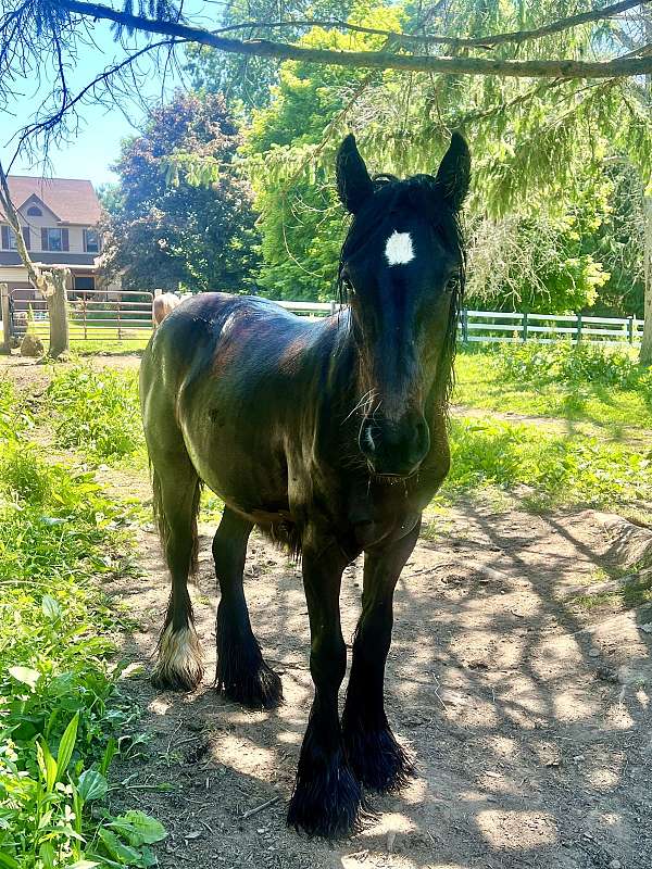 fell-pony-pony-filly-yearling
