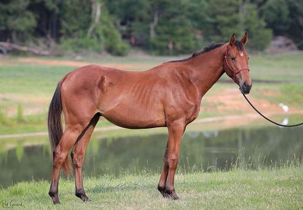 all-around-oldenburg-horse