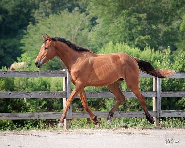 athletic-oldenburg-horse