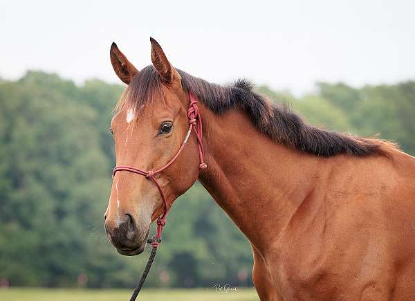 equitation-oldenburg-horse