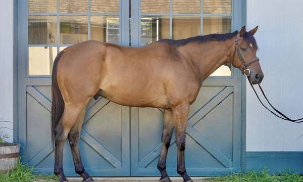 star-horse