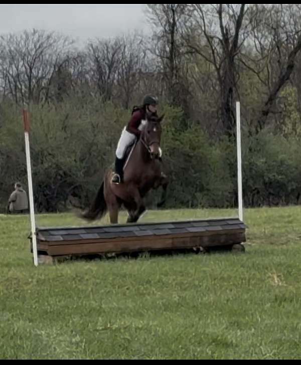 athletic-thoroughbred-horse