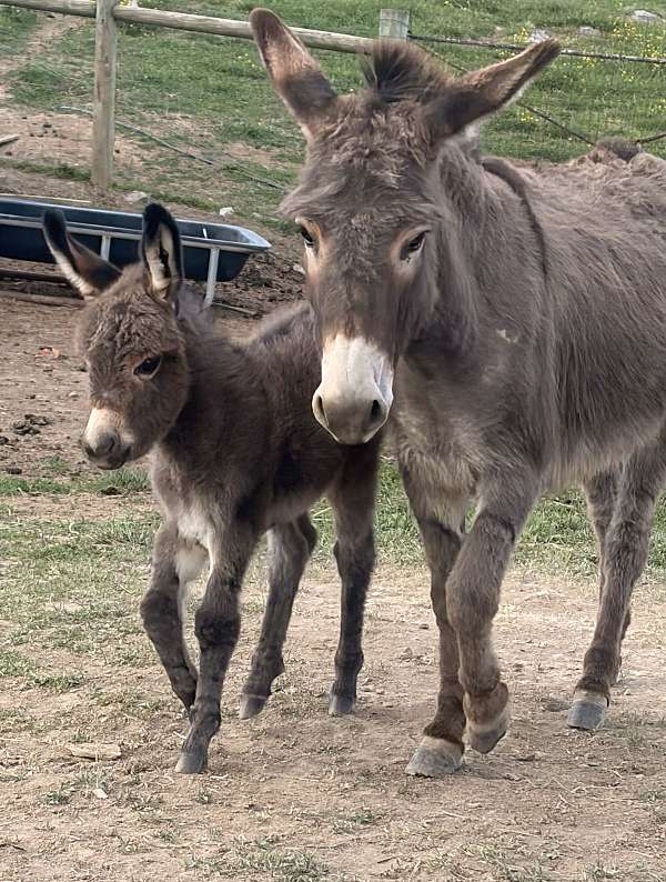 donkey-foal
