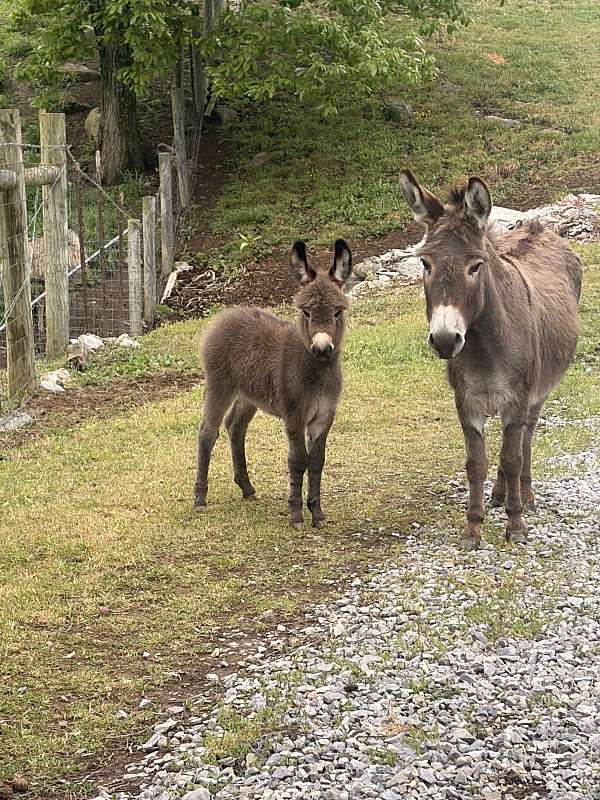 donkey-filly-mare