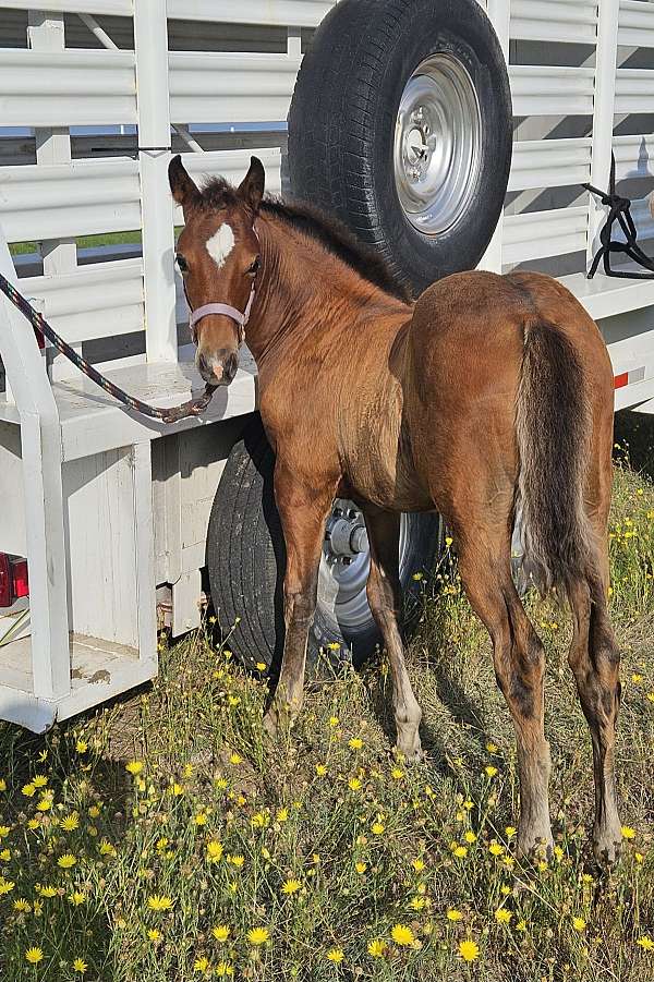 cow-bred-quarter-pony