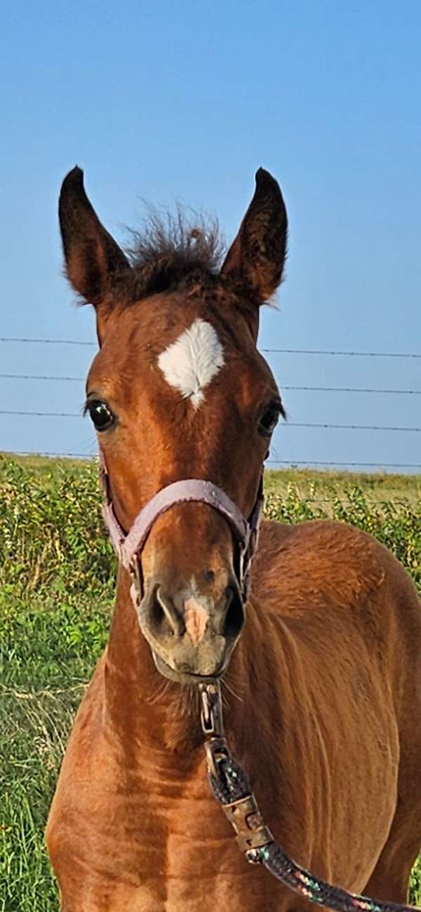 doc-bar-bloodlines-quarter-pony