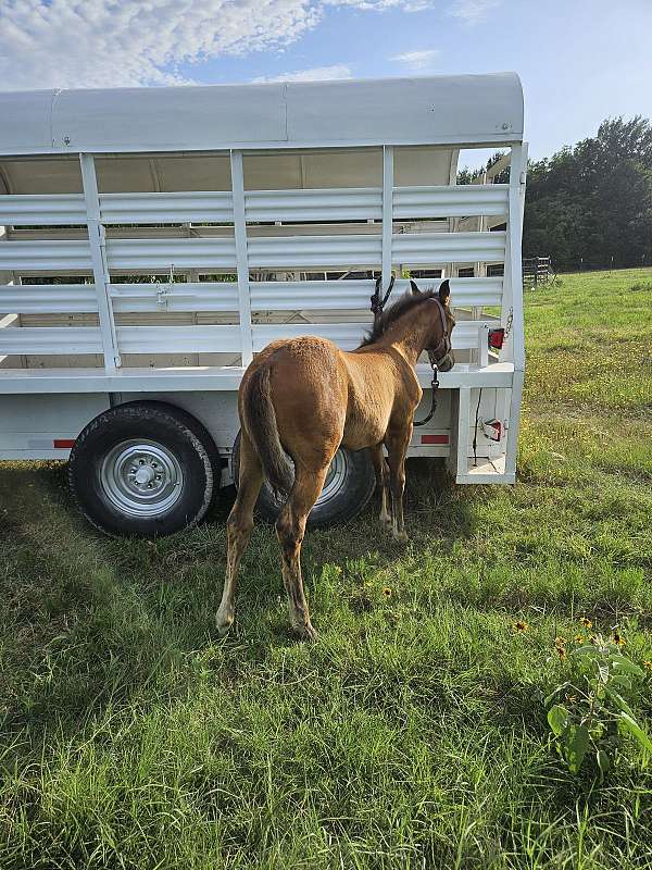 doc-bar-bloodlines-horse