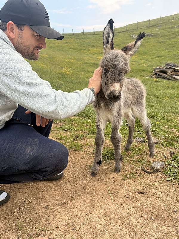 donkey-colt-mare