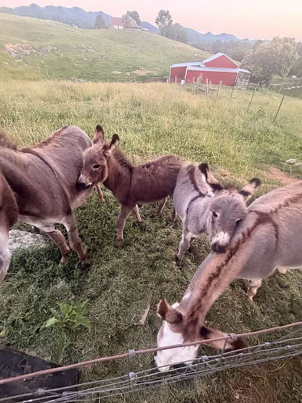 5-hand-donkey