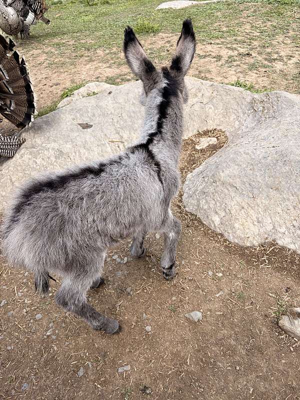 5-hand-donkey-foal