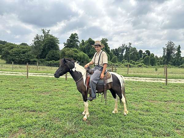 12-hand-paint-pony-gelding