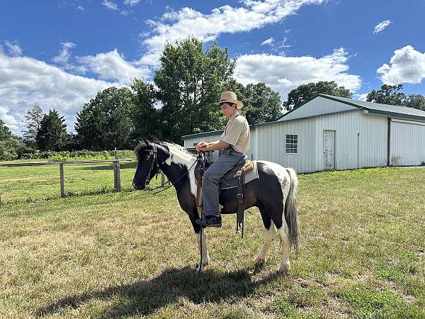 12-hand-gelding