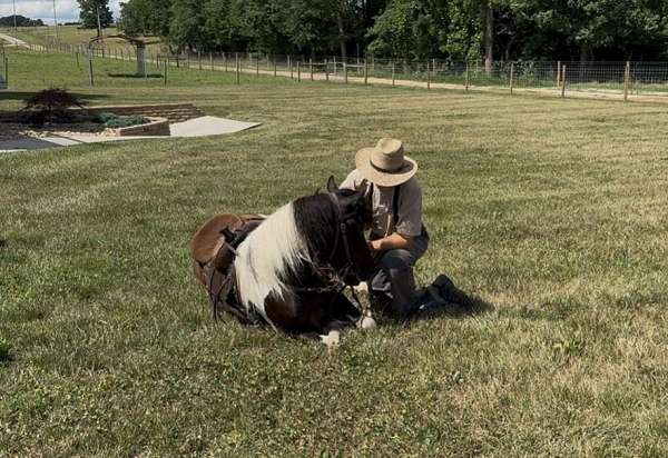 paint-pony-gelding