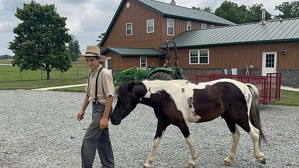 paint-pony-for-sale