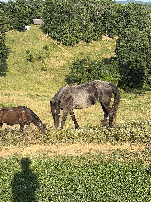 tennessee-walking-broodmare