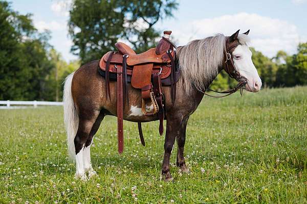 tovero-beginner-pony
