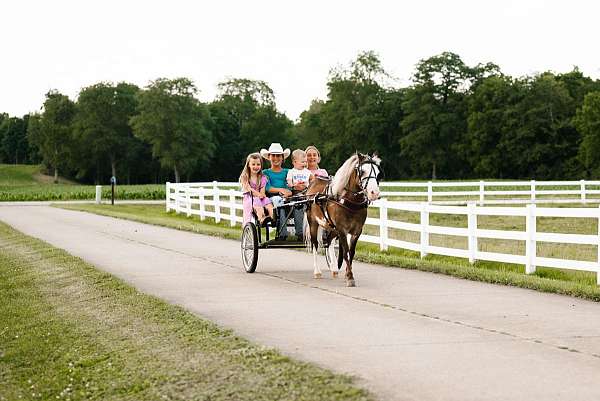 tovero-husband-safe-pony