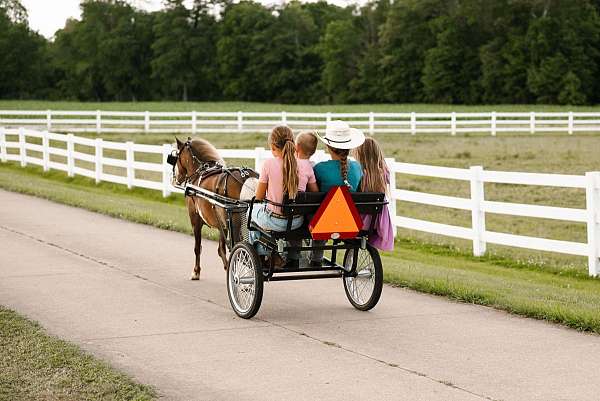tovero-driving-pony