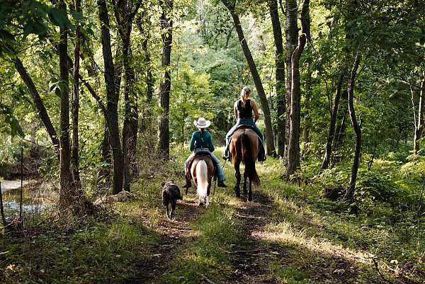 tovero-natural-ponymanship-training-pony