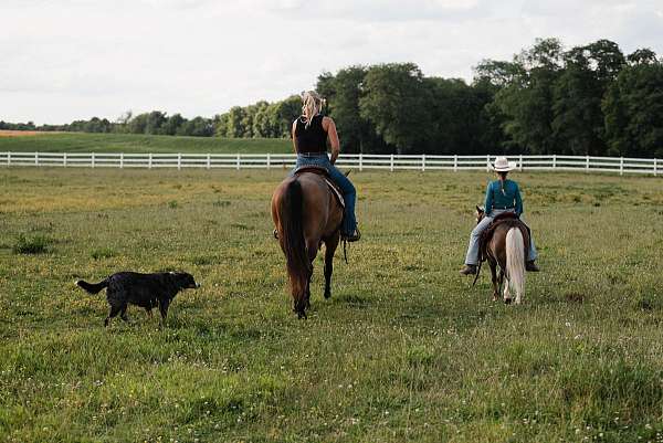 tovero-pleasure-driving-pony