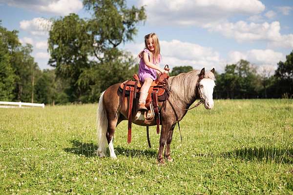 tovero-ranch-pony