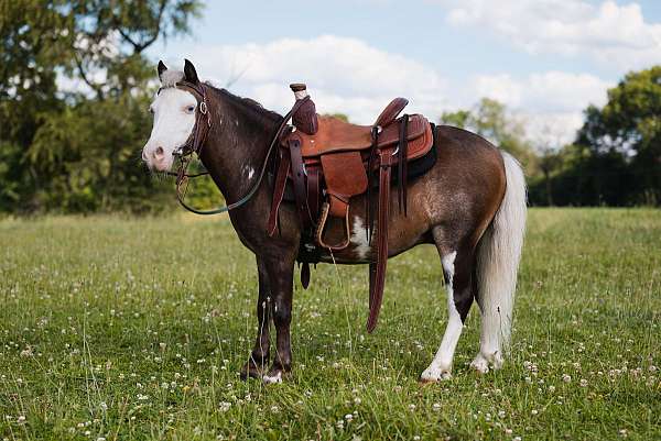 tovero-ranch-work-pony