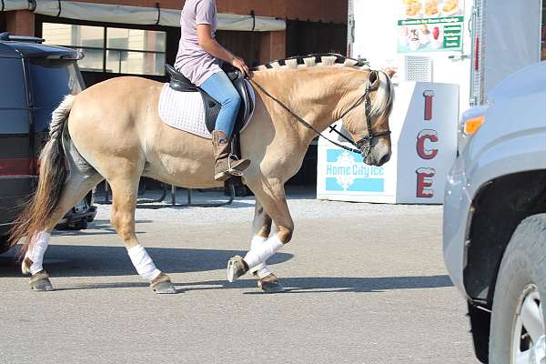 palomino-fjord-gelding