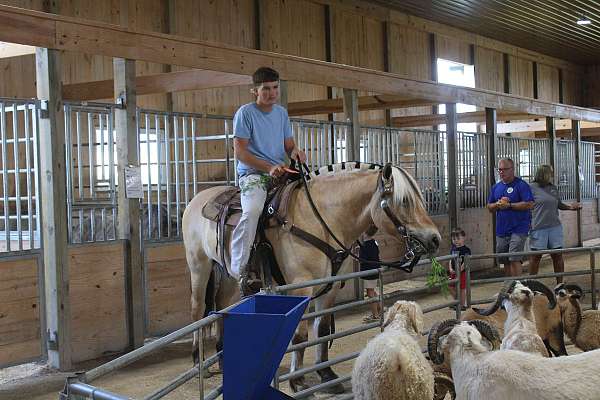 palomino-fjord-for-sale