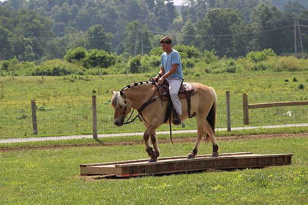 white-strip-horse
