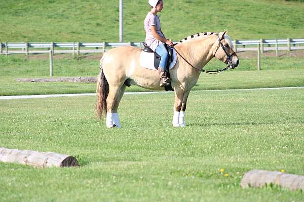 english-pleasure-fjord-horse