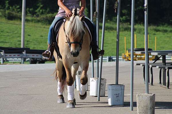 kid-safe-fjord-horse