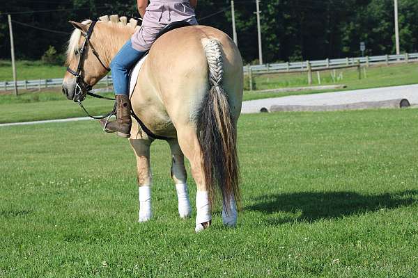 trail-riding-fjord-horse