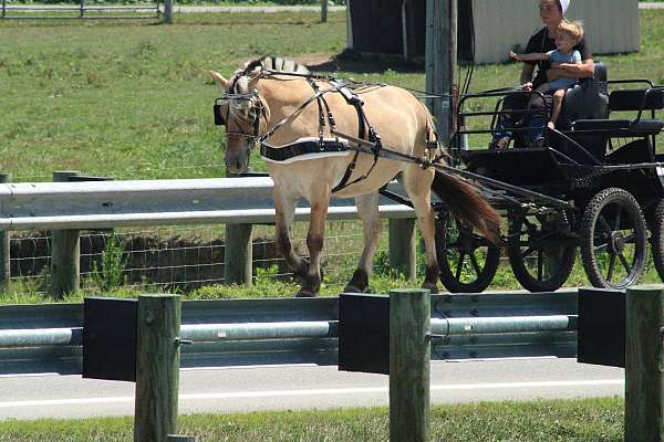 mounted-patrol-fjord-horse