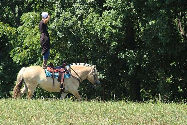 parade-fjord-horse