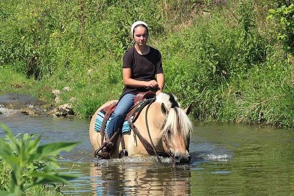 pleasure-driving-fjord-horse