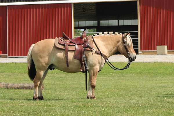 beginner-fjord-horse