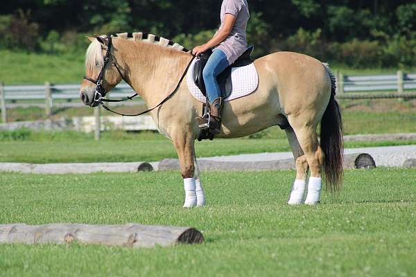 kid-safe-crossbred-fjord-horse