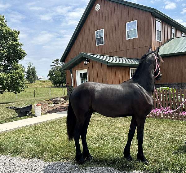friesian-filly